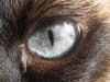 Gothic eyes wallpaper 10